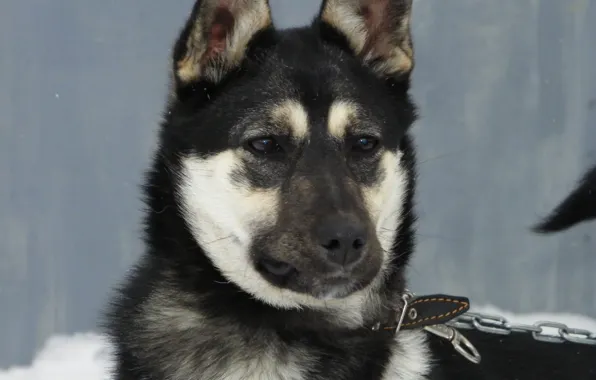 Dog, the mixture, Mashka