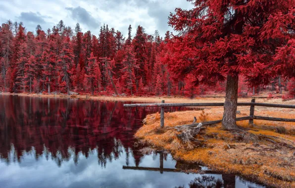 Autumn, forest, lake, tree, shore, pond, the crimson