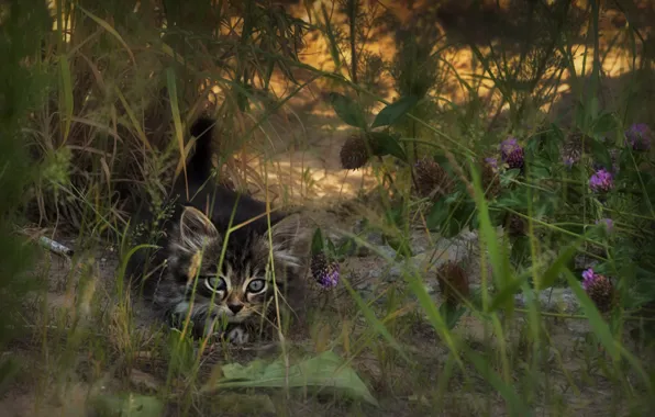 In the grass, hiding, tabby kitten