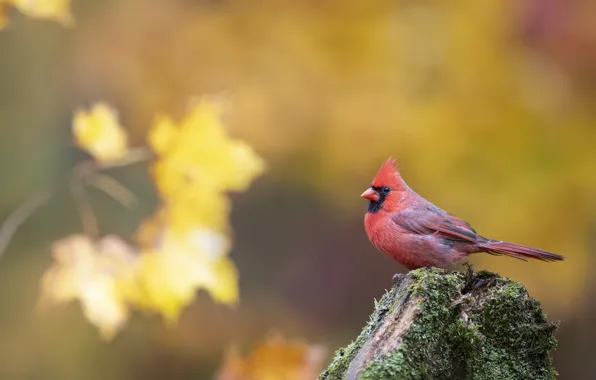 Autumn, nature, bird, foliage, yellow background, bokeh, cardinal, red cardinal