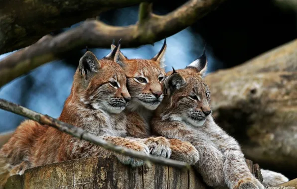 Stay, predators, wild cats, company, trio, lynx