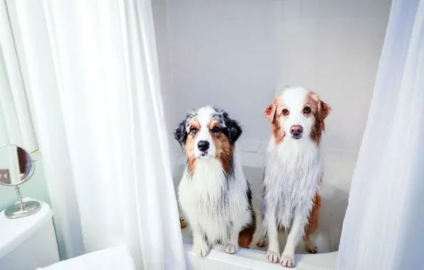 Dogs, house, bath