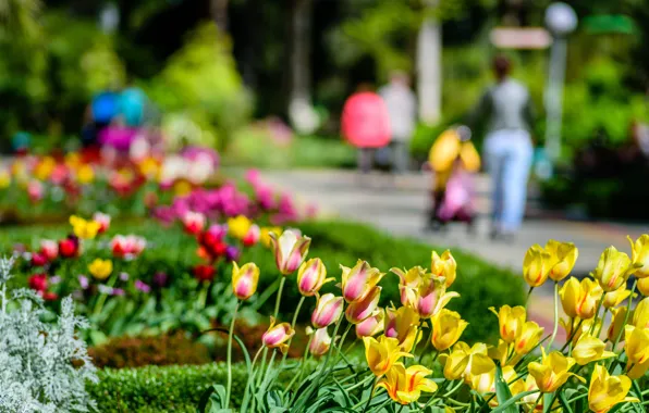 Flowers, Nature, Grass, Nature, Grass, Flowers, Sochi, Sochi