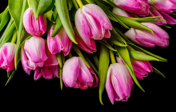 Flowers, tulips, pink, pink, flowers, tulips, spring