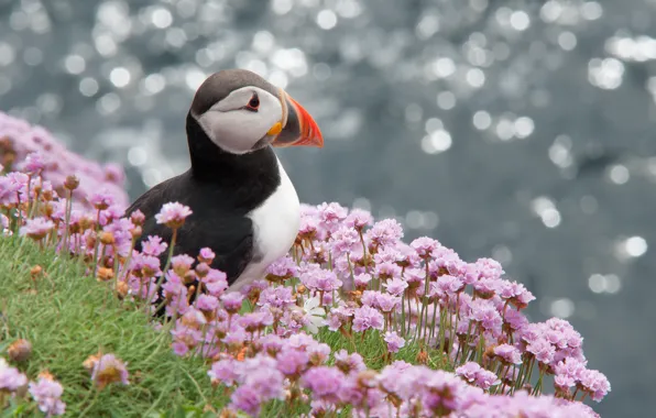 Picture flowers, glare, bird, profile, puffin, Atlantic, Stalled