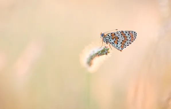 Picture macro, butterfly, insect, red, pink background, stems