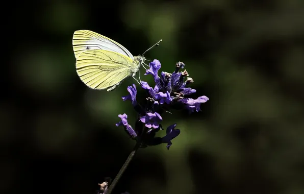 Macro, wings, Butterfly, beautiful, flowers, flowering, closeup