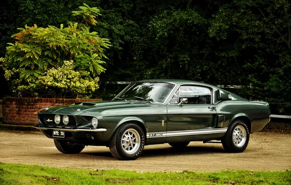 Picture Ford, Shelby, Ford, Shelby, 1967, GT350