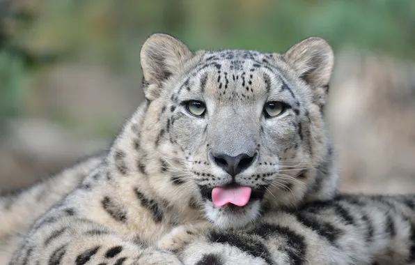 Picture language, face, predator, IRBIS, snow leopard, wild cat