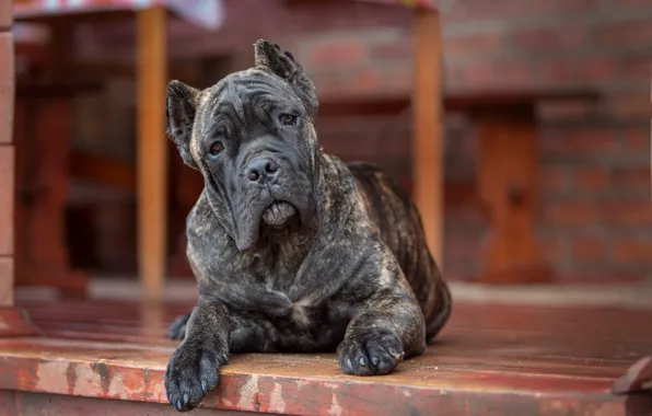 Picture look, dog, Cane Corso