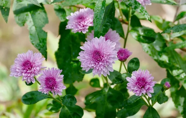 Picture leaves, pink, chrysanthemum
