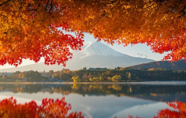 Picture scenic, leaves, reflection, orange leaves