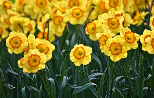 Leaves, flowers, positive, spring, yellow, garden, buds, flowerbed