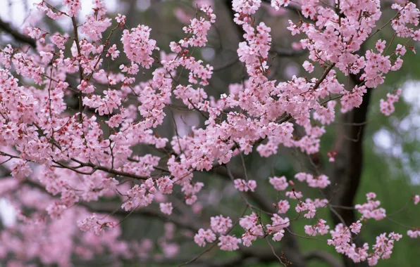 Trees, flowers, nature, spring, petals, Sakura, pink