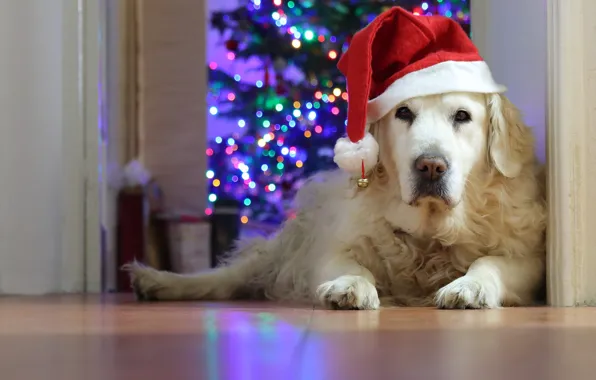 Look, light, pose, house, room, portrait, dog, paws