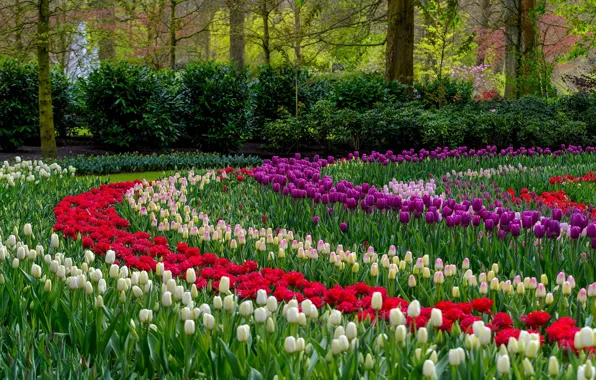 Picture petals, tulips, colorful, flowering, a lot