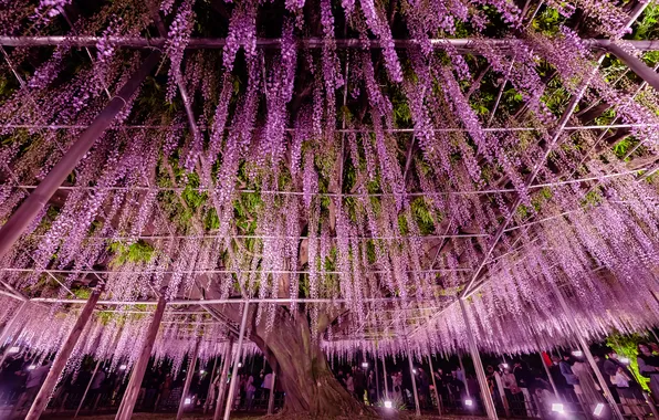 Flowers, Wisteria, Wisteria
