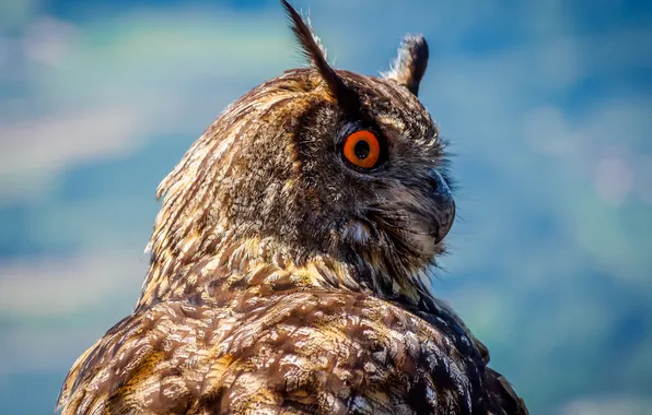 Picture owl, bird, feathers, beak, owl