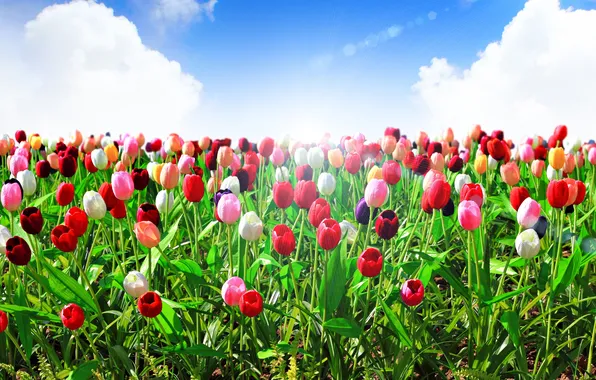 Clouds, rays, tulips