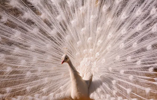 Picture feathers, tail, white peacock
