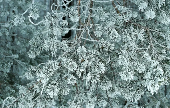 Winter, frost, branches, tree, frost, pine