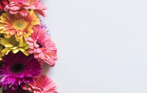 Flowers, background, Gerbera