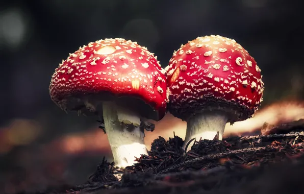 Autumn, branches, nature, mushrooms, Amanita, a couple, bokeh