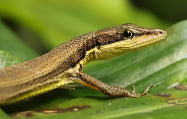 Picture look, pose, background, leaf, portrait, legs, lizard, blurred