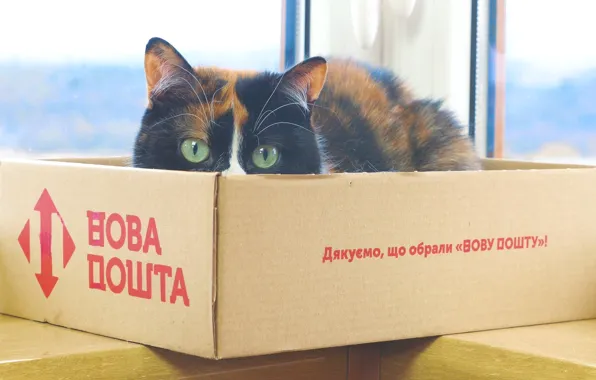 Look, Cats, Cat, Wallpaper, Cat, Box, The Wallpapers, SlivkiShow