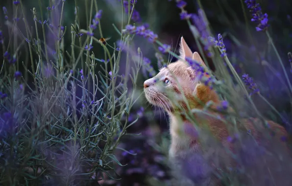 Cat, summer, cat, look, face, flowers, nature, glade