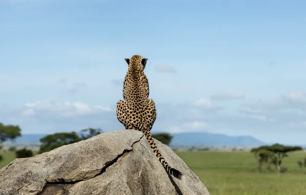 Picture cat, wildlife, big cat, .Leopard
