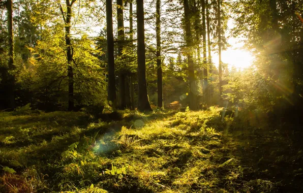 Forest, trees, sunlight
