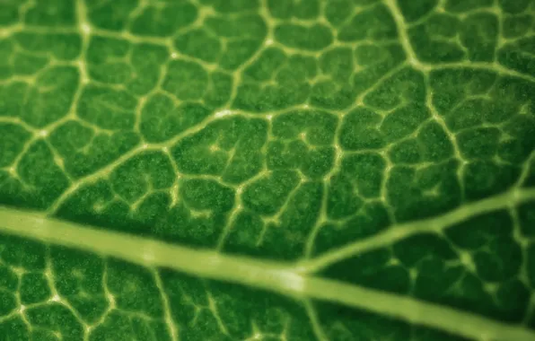 Macro, sheet, green, plant, veins