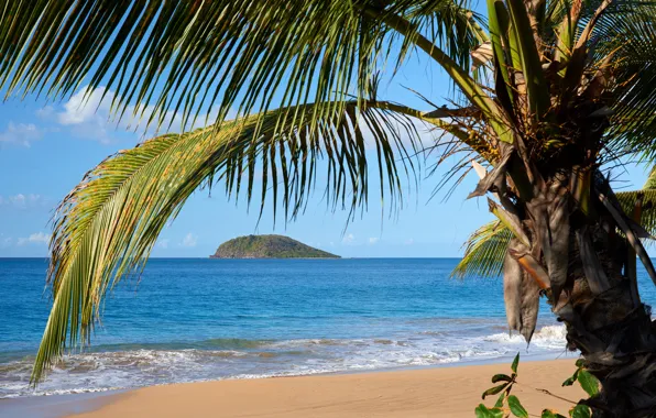 Picture sea, the sky, nature, tropics, palm trees, rocks, shore, island