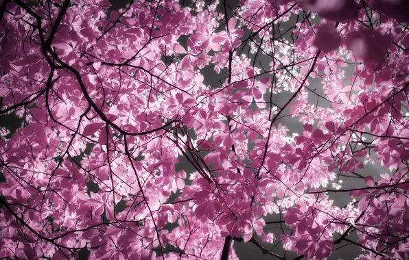 The sky, leaves, light, branches, nature, lights, tree, foliage