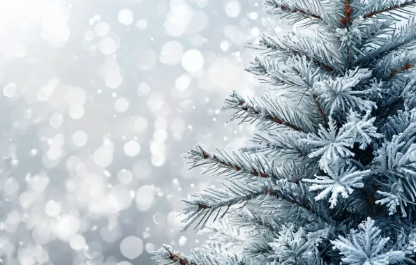 Snow, Christmas, New year, Tree, Blue spruce