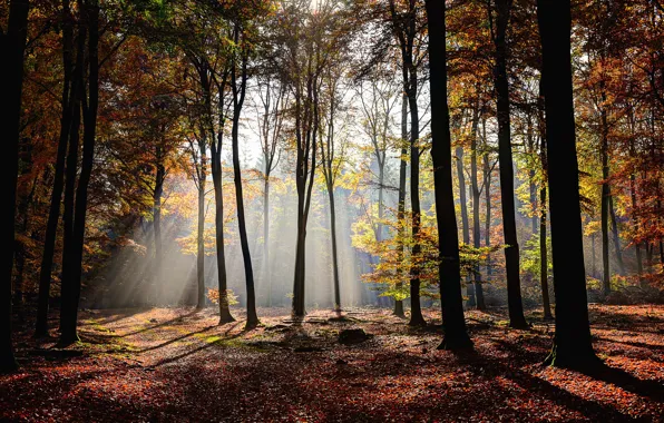 Autumn, forest, leaves, trees, light, sunshine, forest, rays of light
