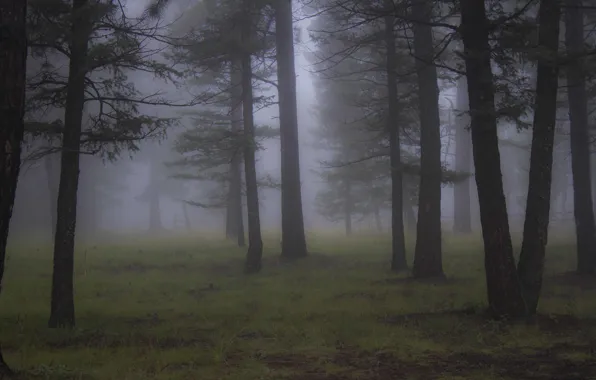 Picture forest, trees, nature, fog, Colorado, USA, USA, Colorado