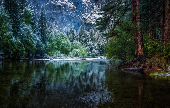 Winter, forest, nature, river, national Park