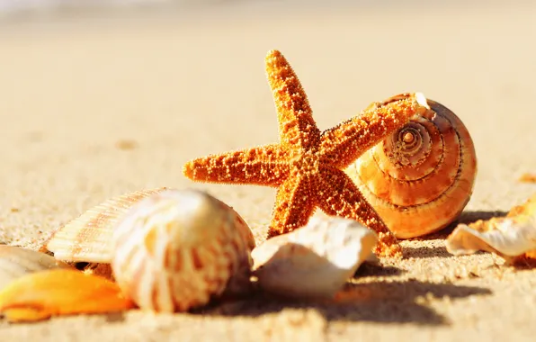 Sand, sea, macro, nature, shell, starfish, sea, nature