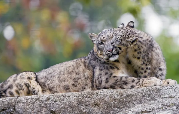 Picture the game, predator, family, pair, weasel, IRBIS, snow leopard, cub