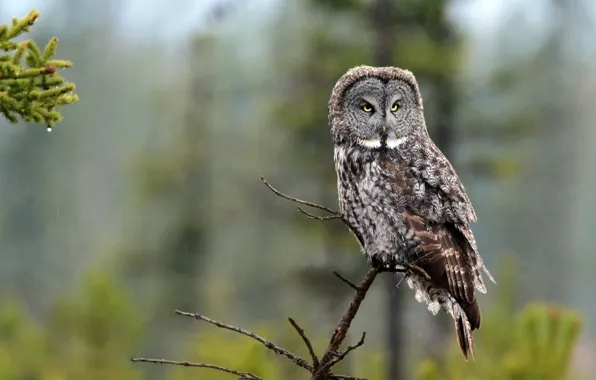 The rain, forest, nature, background, rain, owl, bird, branch