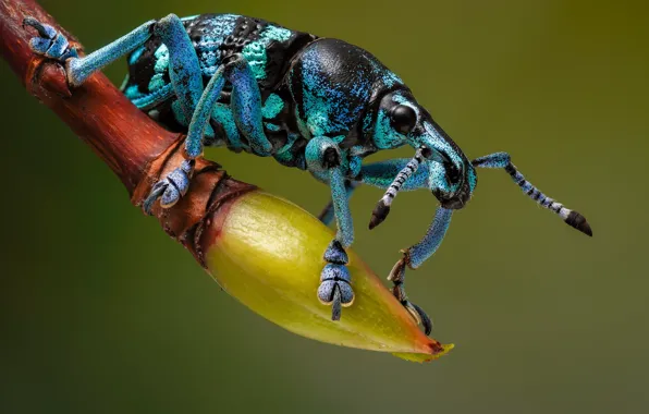 Macro, blue, blue, beetle, branch, insect, green background, spotted