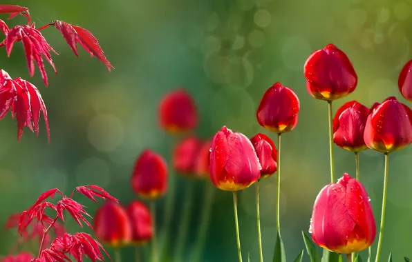 Picture nature, tulips, Acer