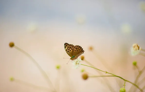 Picture white, summer, flowers, butterfly, blur, cornflower