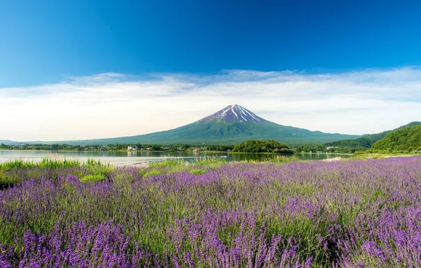 Picture lake, mountain, meadow, lavender, Fuji