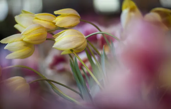 Field, yellow, focus, spring, tulips, a lot