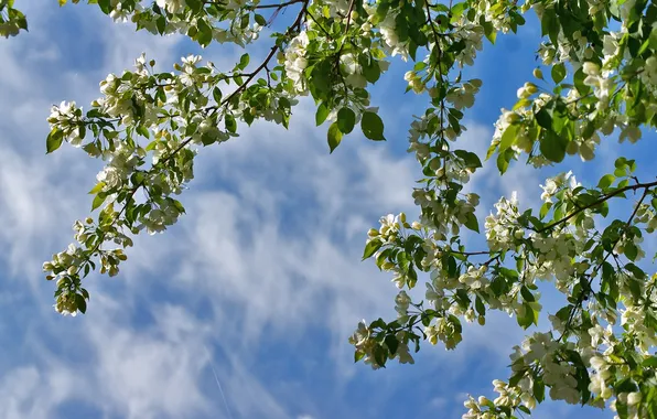 The sky, branches, spring, Apple