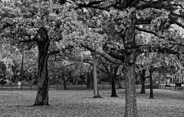 Black and white, The fence, Trees, Branch, Foliage