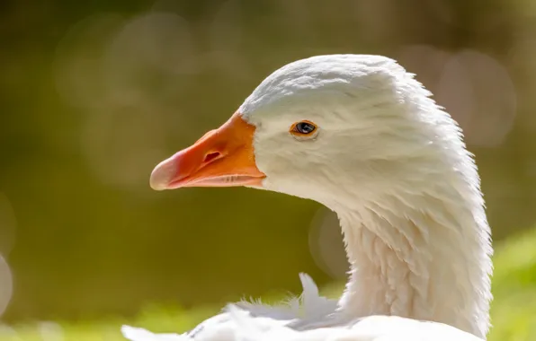 White, portrait, goose